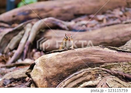 エゾシマリス エゾシマリス 123115759