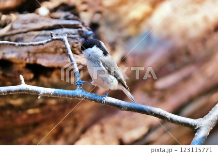 エゾシマリス エゾシマリス 123115771