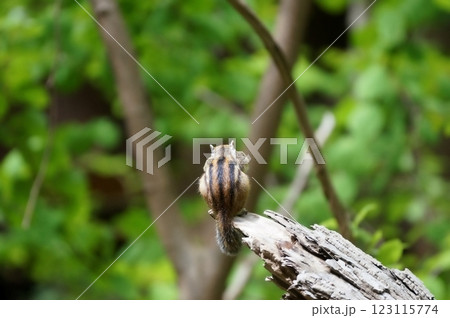 エゾシマリス エゾシマリス 123115774