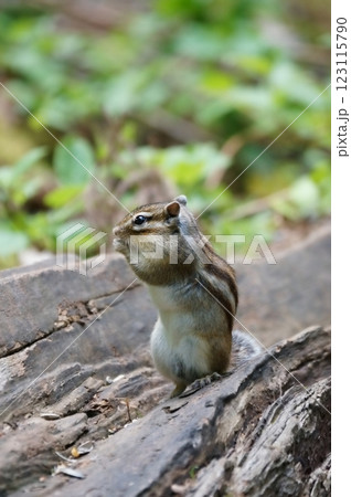 エゾシマリス 123115790