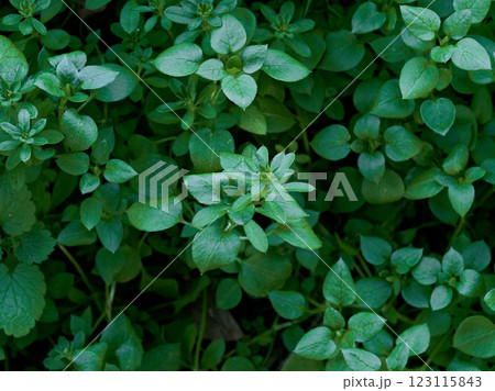 アカネ科ヤエムグラの芽生え アカネ科ヤエムグラの芽生え 123115843