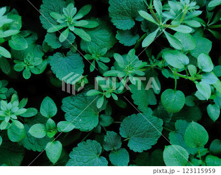 アカネ科ヤエムグラの芽生え アカネ科ヤエムグラの芽生え 123115959