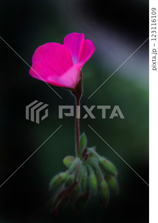 赤いアイビーゼラニウムの花 赤いアイビーゼラニウムの花 123116109