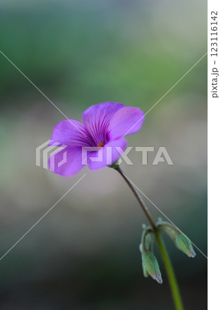 秋の野に咲く紫のイモカタバミの花 123116142