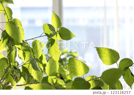 Fresh green leaves illuminated by sunlight in a bright indoor area Fresh green leaves illuminated by sunlight in a bright indoor area 123116257