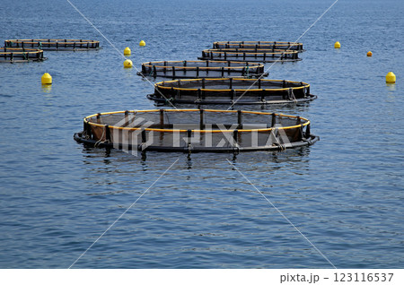 Seashell farm Seashell farm 123116537