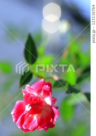 光を浴びて輝く満開のツバキ 123116764