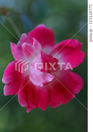 赤いツバキの花 123116773