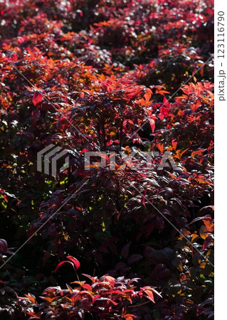 紅葉したナンテンの葉 紅葉したナンテンの葉 123116790