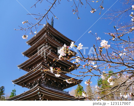 春の定義如来 五重塔庭園(宮城県仙台市) 春の定義如来 五重塔庭園(宮城県仙台市) 123117007