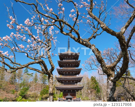 春の定義如来 五重塔庭園（宮城県仙台市） 123117008