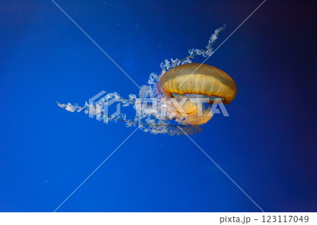 underwater photos of jellyfish chrysaora fuscescens jellyfish pacific sea nettle 123117049