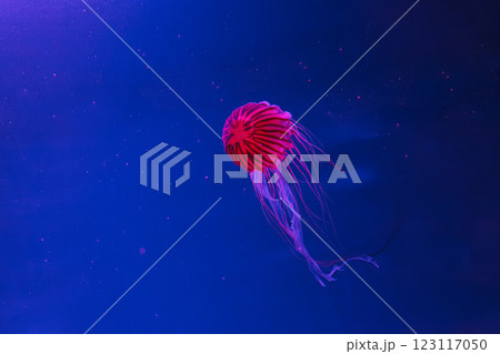 underwater photos of jellyfish chrysaora pacifica jellyfish japanese sea nettle 123117050