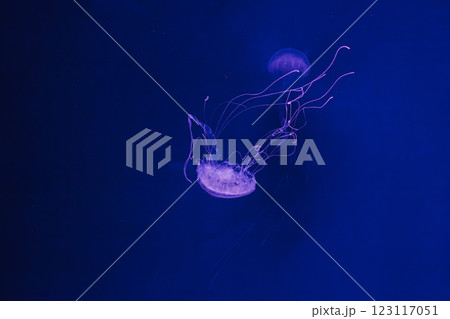 underwater photos of jellyfish chrysaora quinquecirrha jellyfish the atlantic sea nettle 123117051