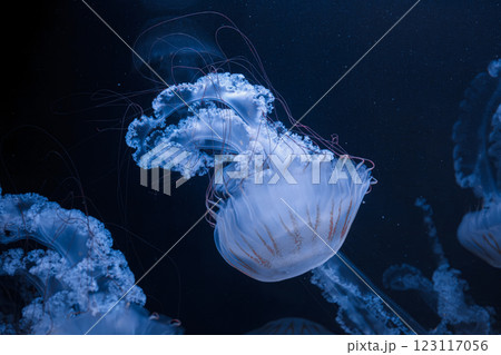 underwater photos of jellyfish chrysaora plocamia south america sea nettle underwater photos of jellyfish chrysaora plocamia south america sea nettle 123117056