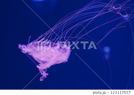underwater photos of jellyfish chrysaora quinquecirrha jellyfish the atlantic sea nettle underwater photos of jellyfish chrysaora quinquecirrha jellyfish the atlantic sea nettle 123117057