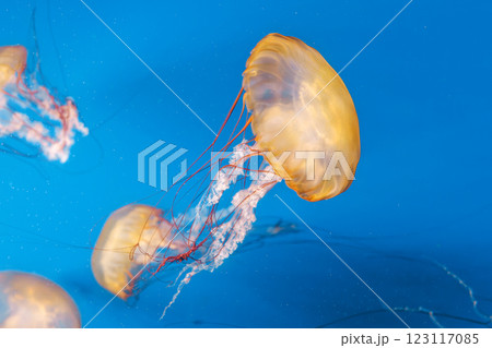 underwater photography jellyfish Chrysaora fuscescens, Pacific sea nettle, West Coast sea nettle underwater photography jellyfish Chrysaora fuscescens, Pacific sea nettle, West Coast sea nettle 123117085