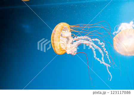 underwater photography jellyfish Chrysaora fuscescens, Pacific sea nettle, West Coast sea nettle 123117086