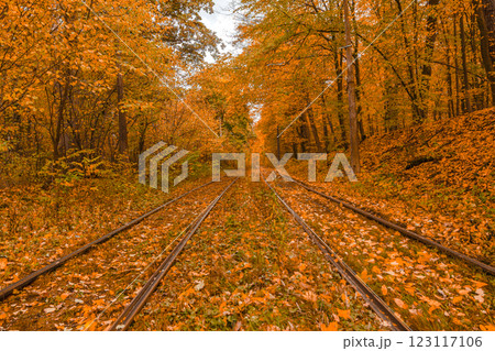 Autumn forest through which the tram travels, Kyiv and rails 123117106