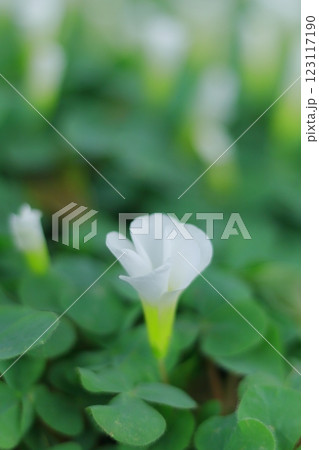 白いシボリカタバミの花 123117190