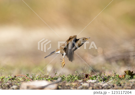 草むらのシロハラ 123117204