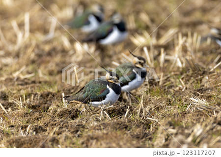 農耕地に飛来したタゲリの群れ 123117207