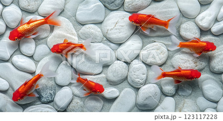Top view of colorful goldfish swimming among smooth white pebbles in serene in shallow water 123117228