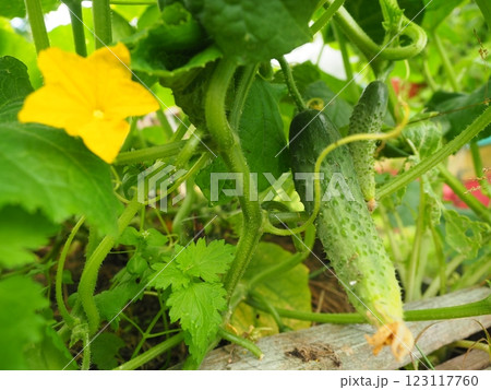 Cucumber flower and vegetable Cucumber flower and vegetable 123117760
