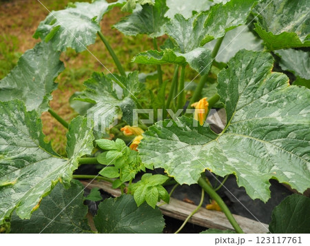 zucchini flower 123117761