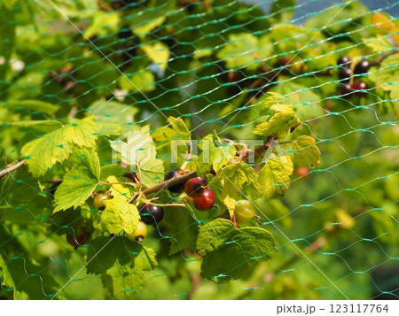 Close up net berries from birds Close up net berries from birds 123117764