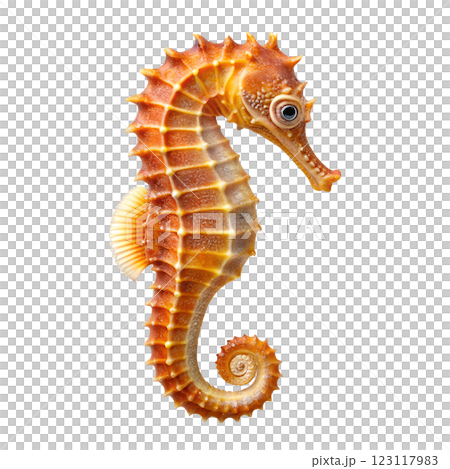 A detailed close up image of a seahorse displayed on atransparent background 123117983