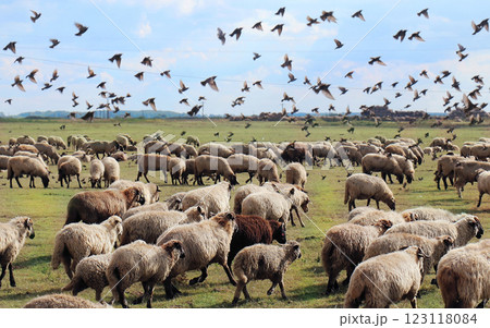Flock of birds over sheep Flock of birds over sheep 123118084