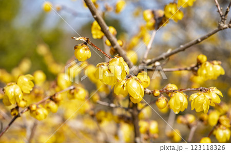 黄色い蝋梅の花が満開 123118326