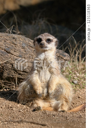 ミーアキャット　座り込む 123118363