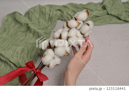 Woman's hand touching branch of cotton inflorescence plant with red silk bow on a white textured background. Green cloth. Spring. Compliment for Women's Day 8 March 123118441