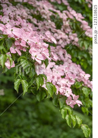 アカバナヤマボウシ　滝野すずらん丘陵公園　札幌市 123118625