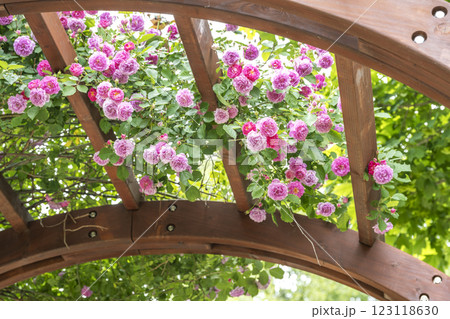 薔薇(湖南) 滝野すずらん丘陵公園 札幌市 薔薇(湖南) 滝野すずらん丘陵公園 札幌市 123118630