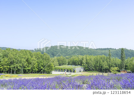 ラベンダー　滝野すずらん丘陵公園　札幌市 123118654