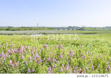 勇払原野、勇払川橋梁 苫小牧市 勇払原野、勇払川橋梁 苫小牧市 123118675