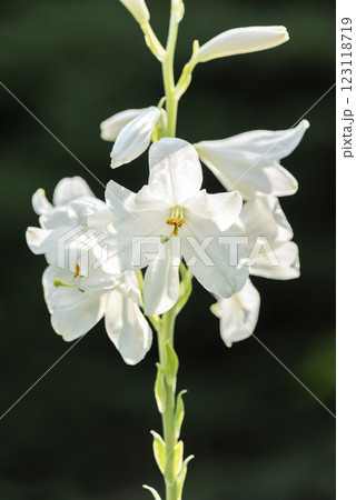 マドンナリリー 百合が原公園 札幌市 マドンナリリー 百合が原公園 札幌市 123118719