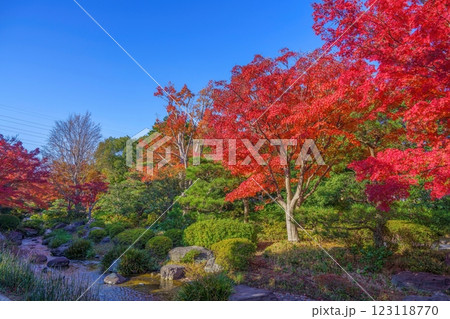 青空バックに見る真っ赤に色づいたモミジの紅葉情景 青空バックに見る真っ赤に色づいたモミジの紅葉情景 123118770