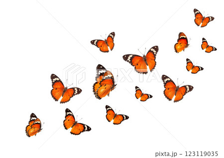 Beautiful monarch butterfly isolated on white background. Set of Big Monarch butterflies, isolated on white background. Tawny Coster (Acraea violae) Acraea terpsicore. 123119035