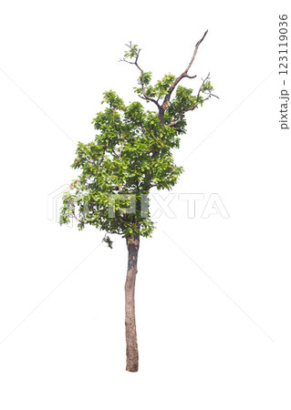 Isolated trees on white background. high qaulity tree on white background, full frame camera shoot for high resolution picture for both printing and web pages. Isolated trees on white background. high qaulity tree on white background, full frame camera shoot for high resolution picture for both printing and web pages. 123119036