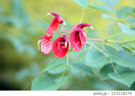 鮮やか アメリカデイゴの花 鮮やか アメリカデイゴの花 123119279