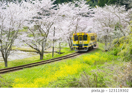 春の撮り鉄名所いすみ鉄道東総元 123119302
