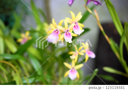 ランの花　ミルトニア 123119381