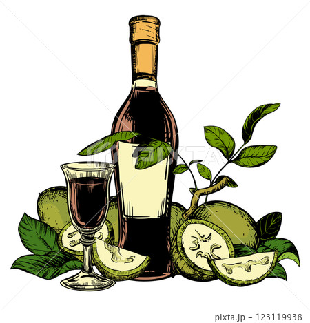 Vector Walnut liqueur in color engraving technique. Unripe walnut seeds whole and halves and leaves. Bottle of Italian liqueur Nocino, glass with aperitif and green walnuts. Linear ink sketch. Vector Walnut liqueur in color engraving technique. Unripe walnut seeds whole and halves and leaves. Bottle of Italian liqueur Nocino, glass with aperitif and green walnuts. Linear ink sketch. 123119938