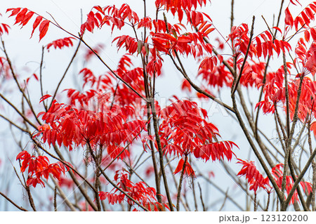 屋久島洋上アルプス　鮮やかな紅葉(1月) 123120200