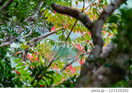 屋久島洋上アルプス　鮮やかな紅葉(1月) 123120202