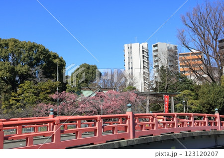荏原神社と寒緋桜 123120207
